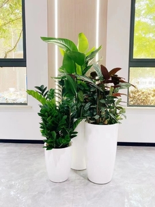 “余姚植物租摆专业，让你的生活满是盎然绿意！验