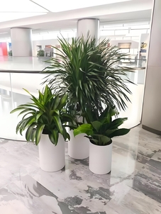 宁波花木租赁价格